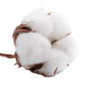 Fleur de coton.png