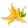 Ylang Ylang.png