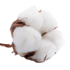 Fleur de coton.png
