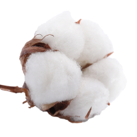 Fleur de coton.png