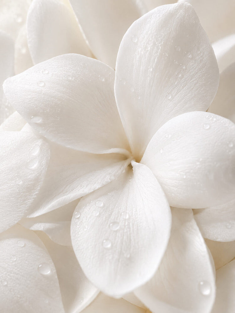 Fleurs_blanches-_Ingredient