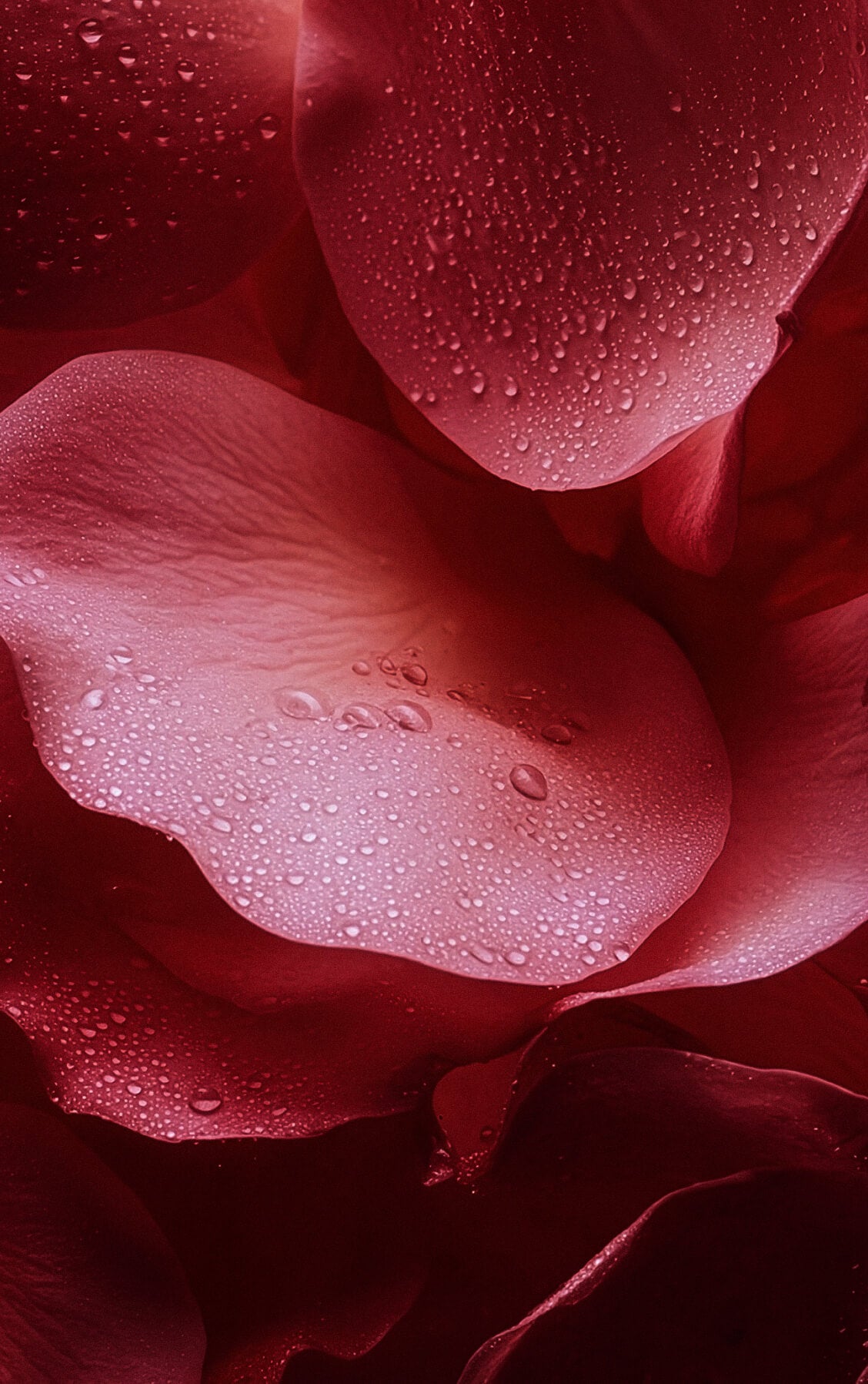 Le Duo Hygiène Intime - Rose Mystik Image
