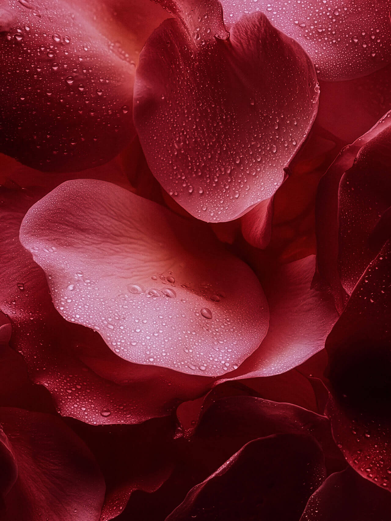 La Routine Hygiène - Rose Mystik Image