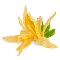 Ylang Ylang.png
